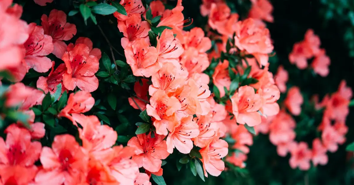Guide d'achat : le meilleur arrosoir de jardin