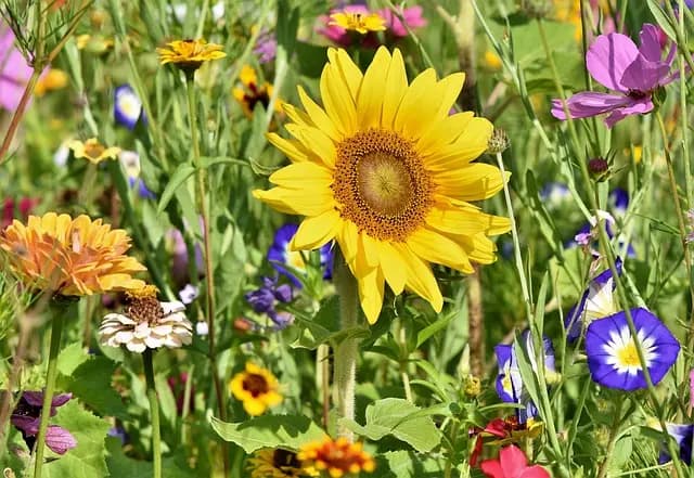 Guide d'achat des meilleures houes de jardin