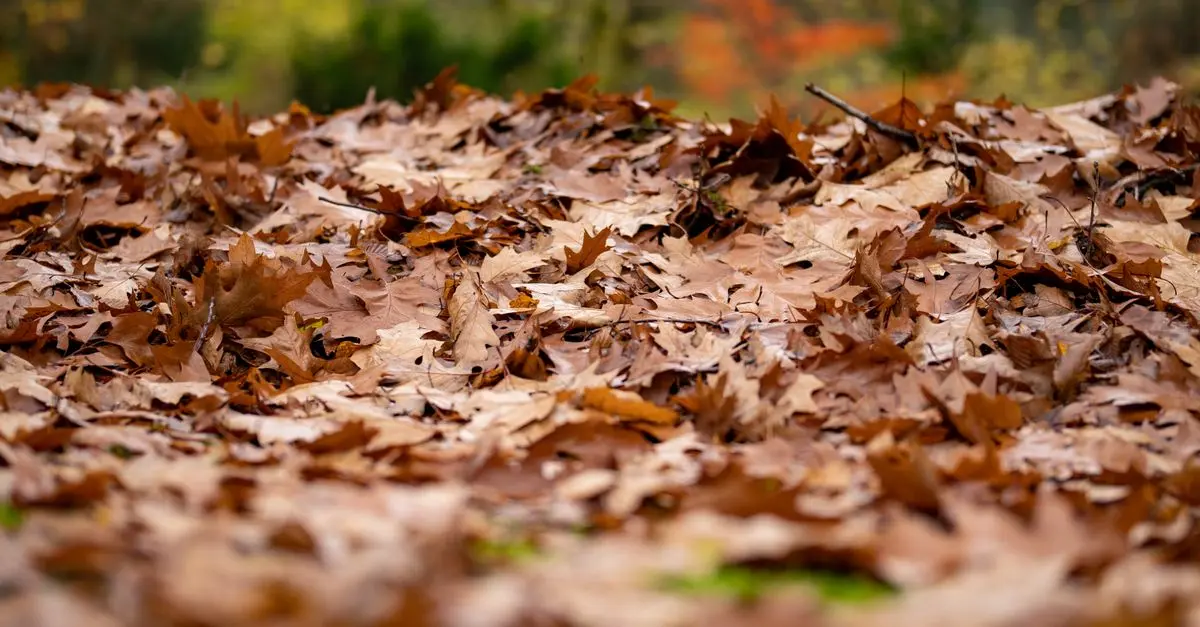 Trouvez le meilleur râteau à feuilles pour votre jardin