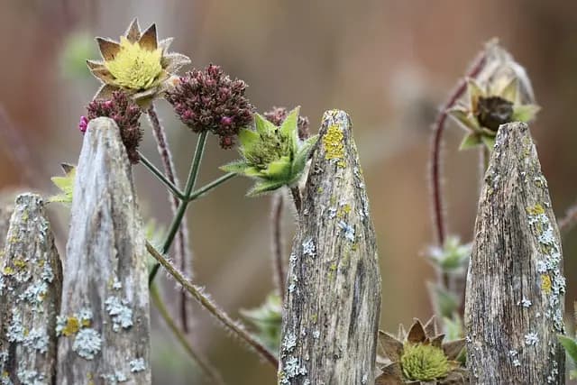 Bien choisir son pulvérisateur de jardin