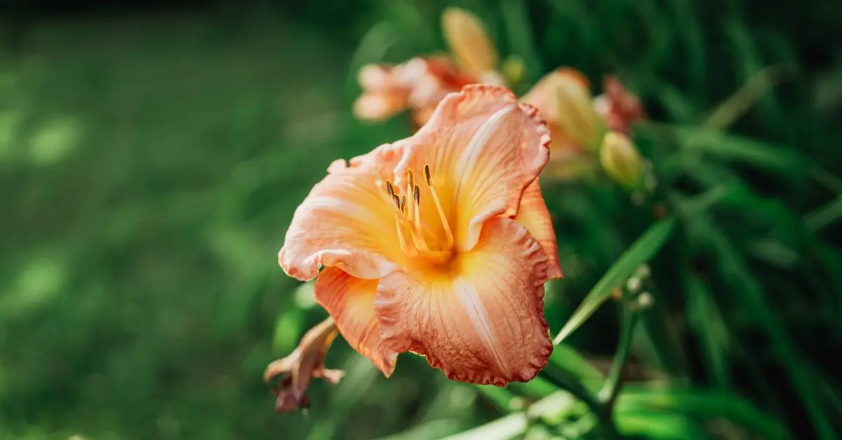 Meilleur kit de jardinage pour débutants